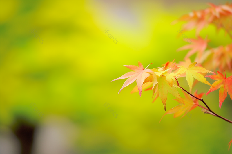 初春花草树木野外植物风景摄影壁纸,高清,摄影图,摄影图片,图片大全,摄影图免费下载